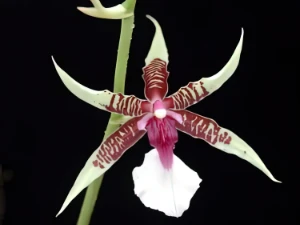 Bild von Odontoglossum hastillabium 2